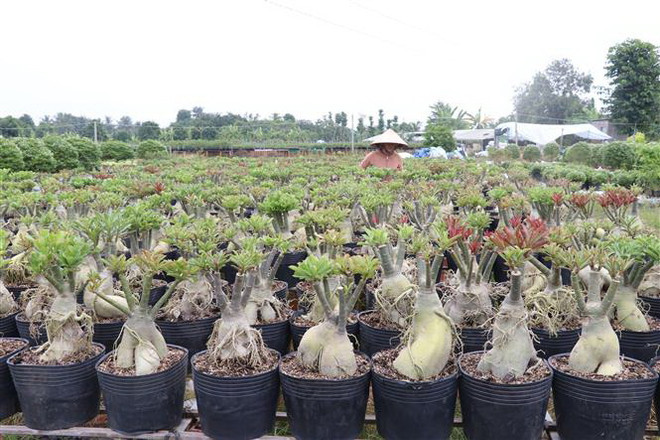 Hoa sứ chuẩn bị phục vụ thị trường tết Nguyên Đán 2020. (Ảnh: Nguyễn Văn Trí/TTXVN) Làng hoa Sa Đéc có nhiều loại hoa mới phục vụ thị trường Tết 2020 ảnh 1