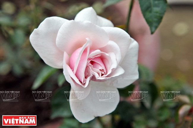 Người dân Hưng Yên làm giàu từ những vườn hoa hồng cổ ảnh 13