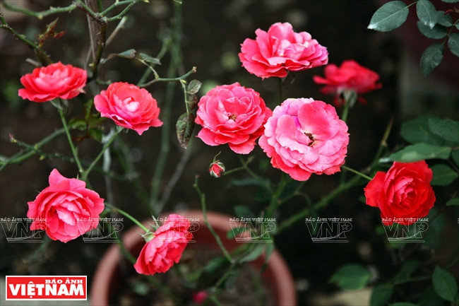 Người dân Hưng Yên làm giàu từ những vườn hoa hồng cổ ảnh 12