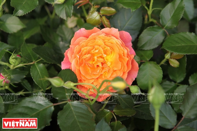 Người dân Hưng Yên làm giàu từ những vườn hoa hồng cổ ảnh 16