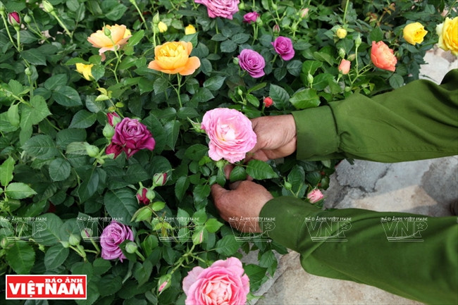 Người dân Hưng Yên làm giàu từ những vườn hoa hồng cổ ảnh 7