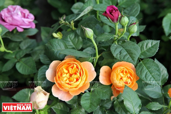 Người dân Hưng Yên làm giàu từ những vườn hoa hồng cổ ảnh 19