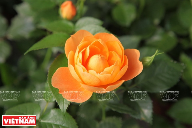 Người dân Hưng Yên làm giàu từ những vườn hoa hồng cổ ảnh 17