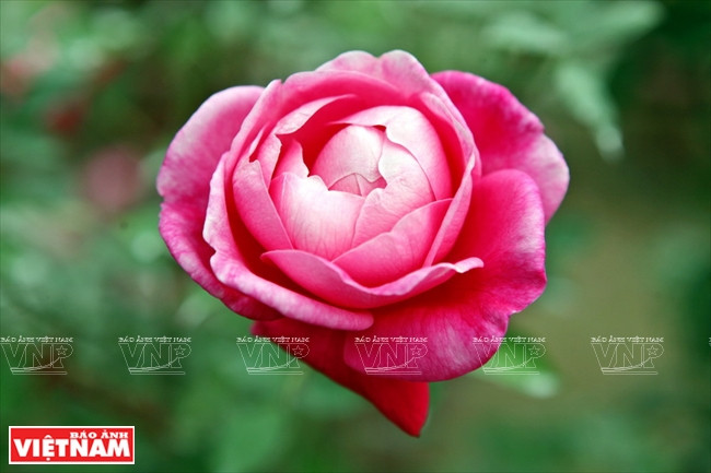 Người dân Hưng Yên làm giàu từ những vườn hoa hồng cổ ảnh 9