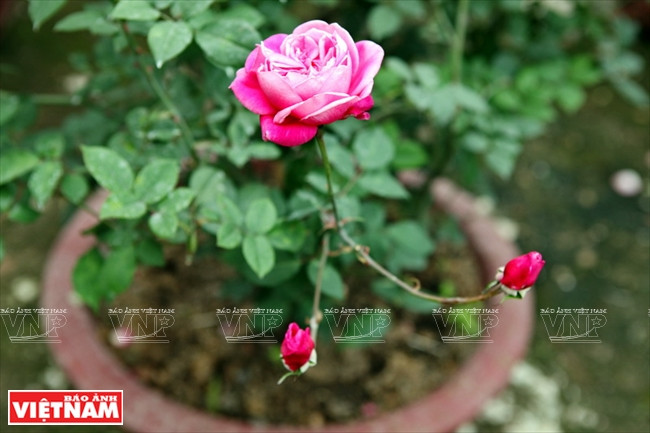 Người dân Hưng Yên làm giàu từ những vườn hoa hồng cổ ảnh 14