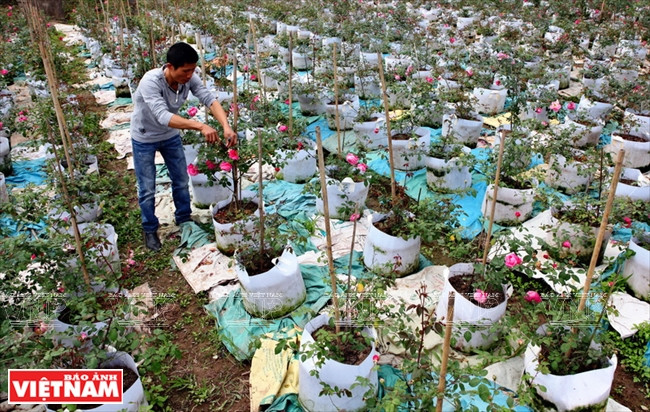 Người dân Hưng Yên làm giàu từ những vườn hoa hồng cổ ảnh 1