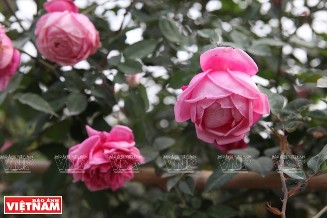 Người dân Hưng Yên làm giàu từ những vườn hoa hồng cổ ảnh 11