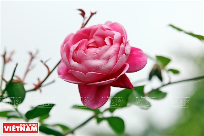 Người dân Hưng Yên làm giàu từ những vườn hoa hồng cổ ảnh 10