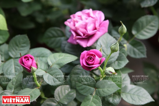 Người dân Hưng Yên làm giàu từ những vườn hoa hồng cổ ảnh 18