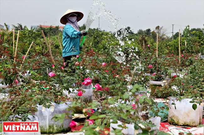 Người dân Hưng Yên làm giàu từ những vườn hoa hồng cổ ảnh 2