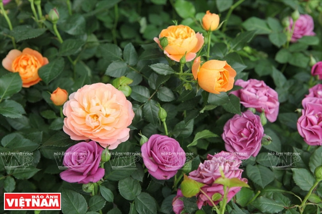 Người dân Hưng Yên làm giàu từ những vườn hoa hồng cổ ảnh 15