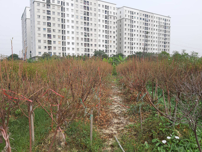 Hà Nội: Người dân 'khóc ròng' vì hàng nghìn gốc đào chết khô ảnh 4