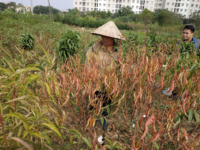 Hà Nội: Người dân 'khóc ròng' vì hàng nghìn gốc đào chết khô ảnh 1