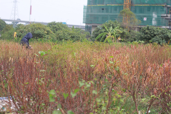 Hà Nội: Người dân 'khóc ròng' vì hàng nghìn gốc đào chết khô ảnh 2