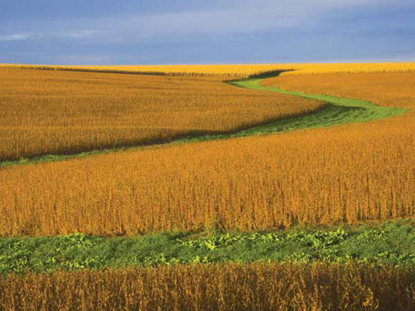 Giá đậu tương giảm do thời tiết thuận lợi cho cây trồng ảnh 1