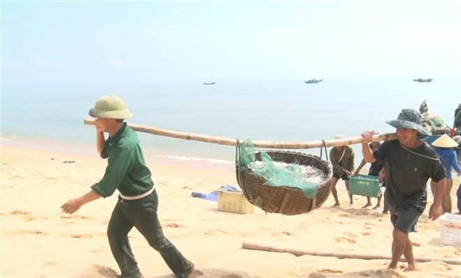 Ngư dân Quảng Bình phấn khởi vì trúng đậm vụ cá cơm, thu lợi lớn ảnh 1