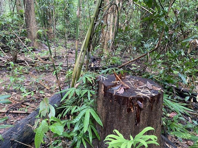 Kon Tum mở rộng điều tra vụ phá rừng tại Công ty lâm nghiệp Sa Thầy ảnh 1