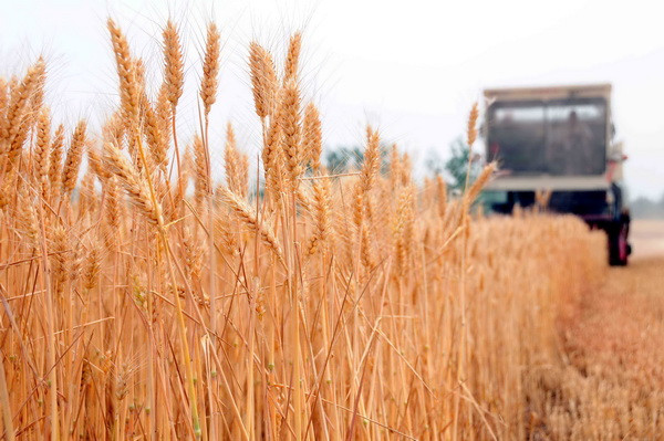 Xuất khẩu ngũ cốc của Nga có khả năng đạt mức cao kỷ lục ảnh 1