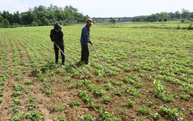 Quảng Ngãi xuất hiện “cơn mưa vàng” giải nhiệt cho cây trồng ảnh 1