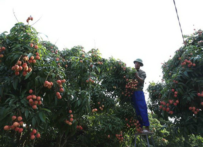 Vải thiều Thanh Hà chính thức lên sàn thương mại điện tử ảnh 1