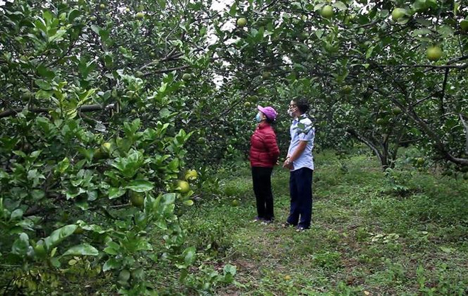 Nghệ An: Cam Vinh vào vụ nhưng mất giá, vắng bóng thương lái thu mua ảnh 3