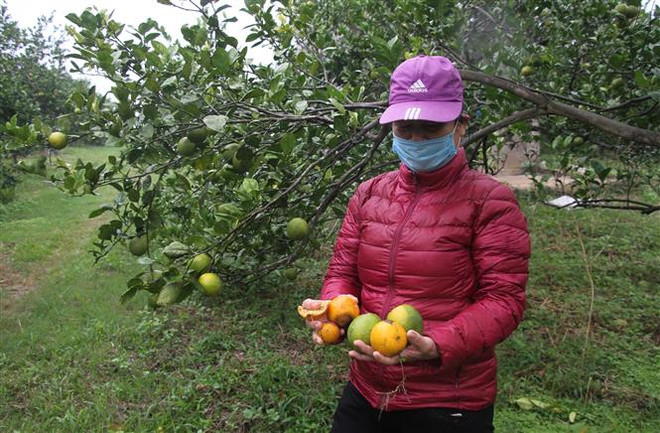Nghệ An: Cam Vinh vào vụ nhưng mất giá, vắng bóng thương lái thu mua ảnh 1