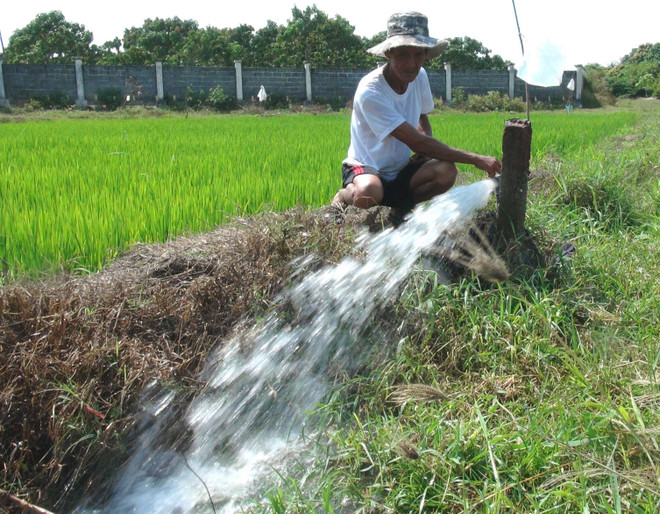 Quảng Trị: Cơn mưa "vàng" giúp hàng chục nghìn ha ruộng đỡ khát ảnh 1