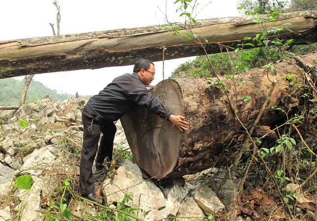 Cây gỗ nghiến tại Vườn quốc gia Ba Bể tiếp tục bị chặt hạ ảnh 1