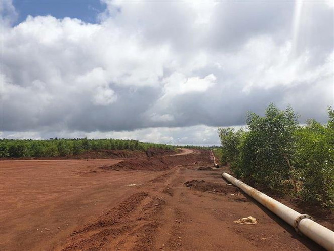 Cây keo phát triển xanh tốt sau gần 1 năm được trồng trên đất hoàn nguyên ''hậu'' khai thác bauxite. (Ảnh: Hưng Thịnh/TTXVN) Đắk Nông trồng hơn 30ha rừng phục hồi môi trường sau khai thác bauxite ảnh 1