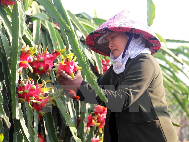 Giải bài toán tìm đầu ra cho các mặt hàng nông sản Việt Nam ảnh 1