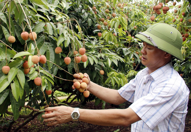 Vườn vải sớm xuất khẩu có giá bán từ 55.000-70.000 đồng/kg. (Ảnh: Đồng Thúy/TTXVN) ttxvn-vai thieu2.jpg