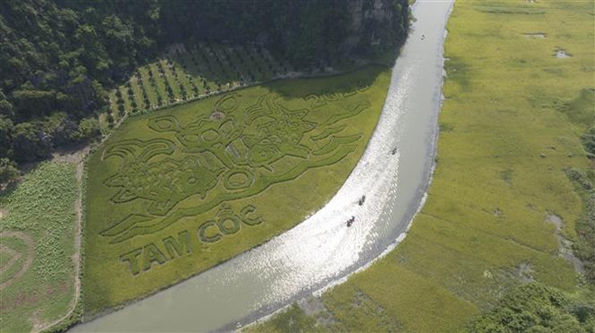Bức tranh "Lý ngư vọng nguyệt" trên cánh đồng lúa Tam Cốc, huyện Hoa Lư, tỉnh Ninh Bình. (Ảnh: Thùy Dung/TTXVN) Ninh Bình: Độc đáo bức tranh "Lý ngư vọng nguyệt" trên cánh đồng lúa ảnh 1
