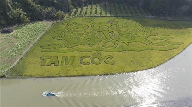 Ninh Bình: Độc đáo bức tranh "Lý ngư vọng nguyệt" trên cánh đồng lúa ảnh 2