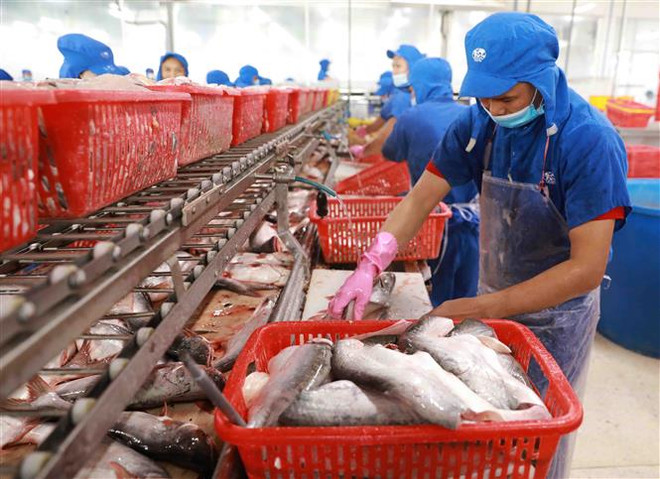 Chế biến cá tra cắt khúc đông lạnh. (Ảnh: Vũ Sinh/TTXVN) Việt Nam là điểm đến đầy hứa hẹn với nhà đầu tư nước ngoài ảnh 1