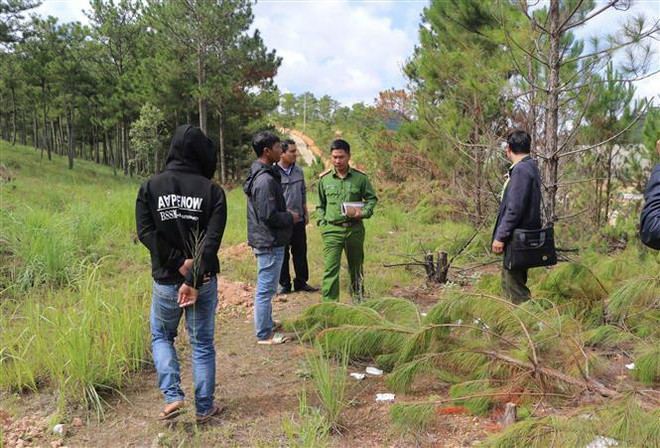Công an Lâm Đồng xác minh hiện trường vụ chặt hạ rừng thông ảnh 1