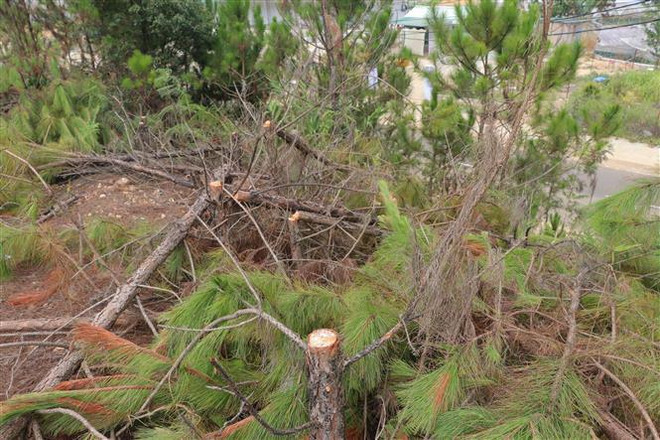 Công an Lâm Đồng xác minh hiện trường vụ chặt hạ rừng thông ảnh 2