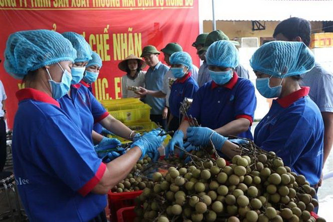 Thu hái nhãn chuẩn bị xuất lô hàng đầu tiên sang Australia, Singapore ảnh 1