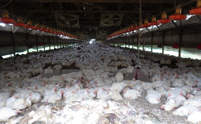 Mỹ chi hơn 190 triệu USD giúp nông dân thiệt hại do cúm gia cầm ảnh 1