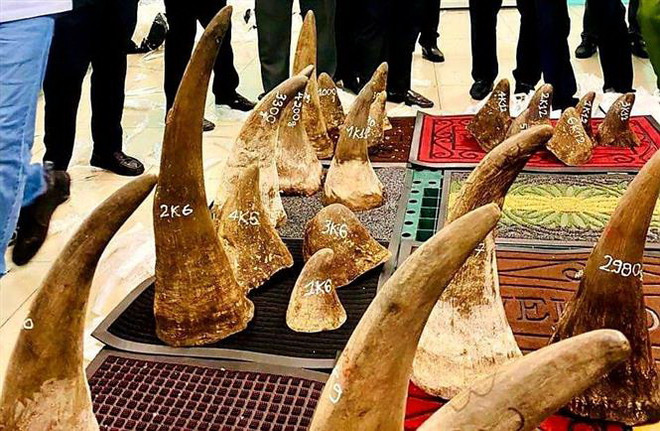 Việt Nam bàn giao mẫu sừng tê giác từ các vụ bắt giữ cho Nam Phi ảnh 1