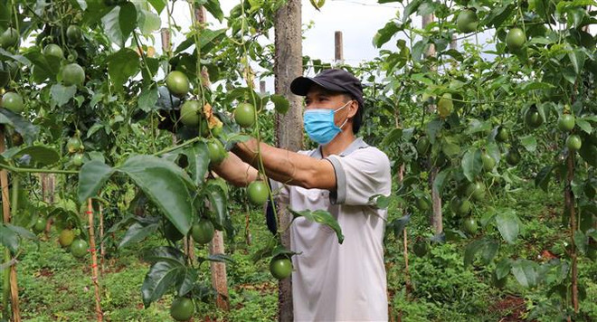 Khuyến cáo nông dân không tự phát mở rộng trồng sầu riêng, chanh leo ảnh 1