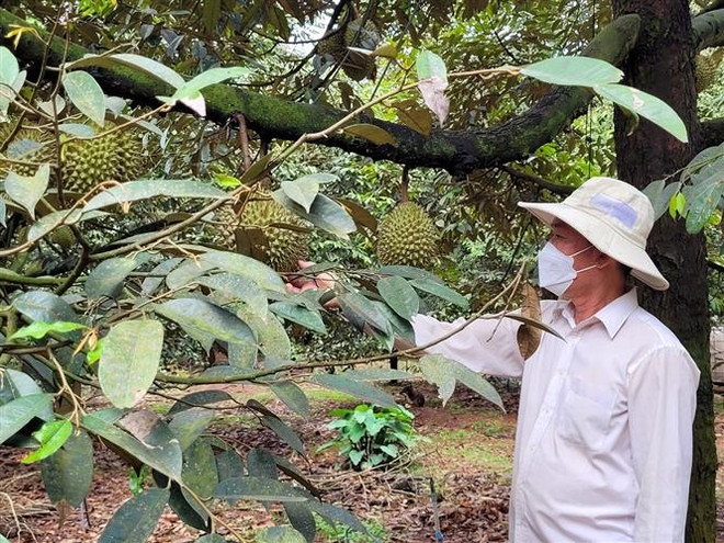 Khuyến cáo nông dân không tự phát mở rộng trồng sầu riêng, chanh leo ảnh 2