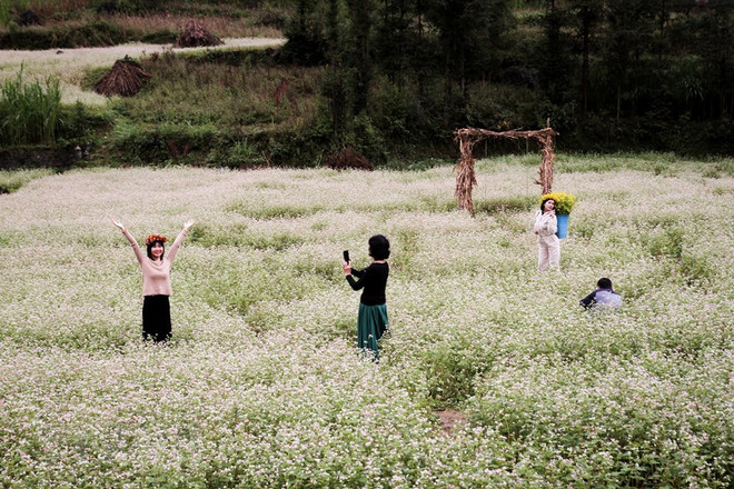 Hà Giang khoác lên mình màu áo hồng dịu trong mùa hoa tam giác mạch ảnh 1