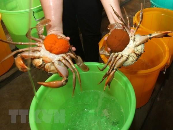 Nông dân phấn khởi nhờ giá nhiều loại hải sản không ngừng tăng cao ảnh 1