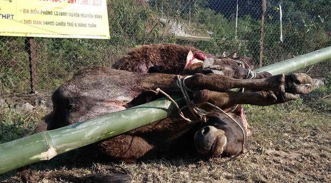 Lạnh 3 độ C, xuất hiện tình trạng trâu bò chết rét ở Yên Bái ảnh 1