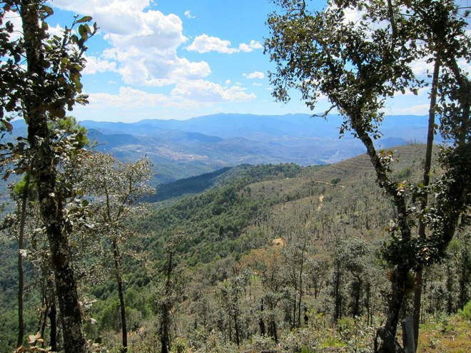 Mexico: Rừng bị tàn phá trong 2016 có diện tích lớn hơn thủ đô ảnh 1