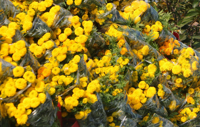 ttxvn-hoa cuc van tho.jpg