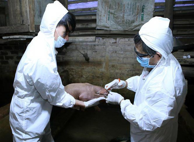 An Giang hỗ trợ gần 3.000 con lợn giống cho người dân tái đàn ảnh 1