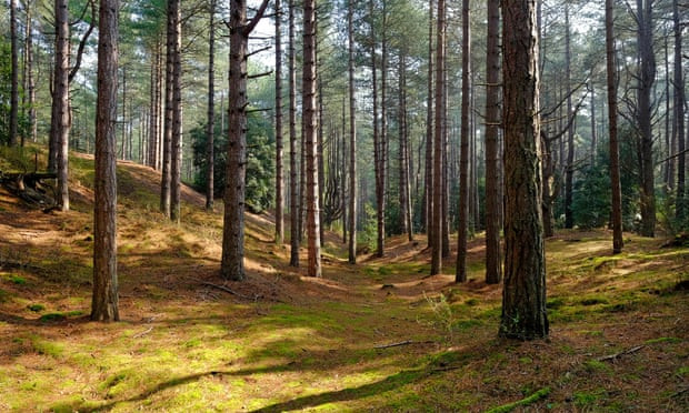 Khai thác gỗ ở châu Âu đe dọa mục tiêu chống biến đổi khí hậu ảnh 1