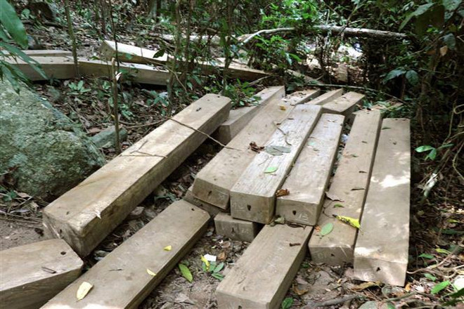 Bị phạt gần 250 triệu đồng vì mua bán, vận chuyển lâm sản trái phép ảnh 1