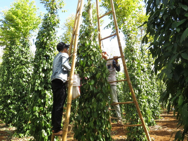 Nông dân Bà Rịa-Vũng Tàu ồ ạt chuyển sang trồng hồ tiêu ghép ảnh 1